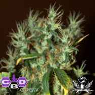 CBD Crew Seeds Mango Haze